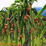 pitaya (fruit exotique) 