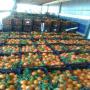 vente en gros des oranges mandarine et kaki