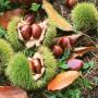 chinese chestnut,  edible nut,  châtaign