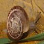 cherche escargots eobania vermiculata