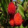 fruits de l'arbousier 