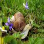 cosmétique bave d'escargot