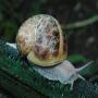 escargot français des cévennes