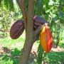 des fruits de cacao ivoir