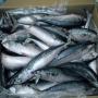 frozen fish mackerel,  sardine fish prawns,  others