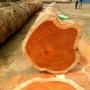 african hardwood sawn timber and wood logs