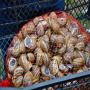 vente d’escargots vivants biologiques