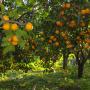 egyptian navel orange 