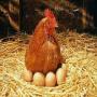 chercher des poussins rousse