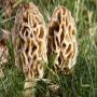 champignons séchés (morille,  cèpe,  mousseron..)