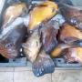 export poissons du sénégal