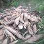 offre de vente de manioc frais