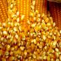 non ogm corn from brazil