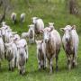  moutons et agneaux vivants