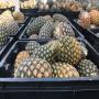 ananas export frais