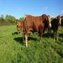 taureaux limousin polled,  sans corne