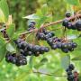 aronia berry,  