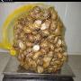 selling of snails helix aspersa muller and maxima