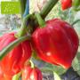 3 varietes de piment a vendre