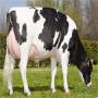 prim'holstein