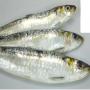 j ai besoin des sardine frais de 8-10 piece/kg