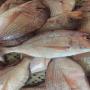 fresh fish export from senegal