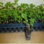 stolons de fraises des bois proffessionnels