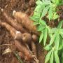 vente de manioc