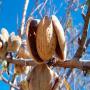 the price of importing sweet almonds from morocco