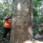 en vente 100 hct de bois de teck brut, age 30 ans