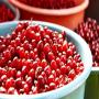 synsepalum dulcificum,  fruit,  baie du miracle,  