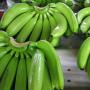 banane cavendish origine équateur 