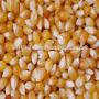 white and yellow corn maize for human 