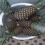 ananas frais bio du benin