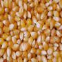 maize for animal feed / yellow corn for poultry f