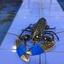 lobster 500gr/1kg fresh morocco