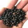 brazilian black pepper 