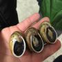 escargot,  snail,  helix aspersa maxima (gros gris)