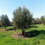 arbre olive