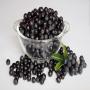 fresh aronia berries