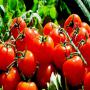 tomate fraiche en gros