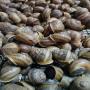  escargots helix aspersa maxima