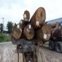 vente de bois exotiques sur pied 