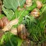 snails for sale / export