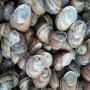 escargots gros gris,  petite gris en gros