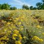 plantes aromatiques