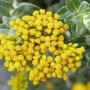 huile d'immortelle - helichrysum subsp. italicum