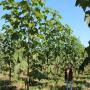 societe recherche planteur paulownia