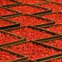 recherchons ligne de production de tomate séchée