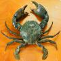 green mud crab